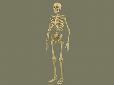 c4d Full skeleton
