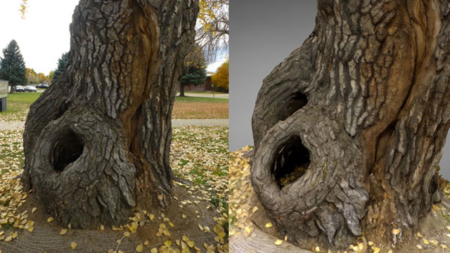 3d photo scan of tree