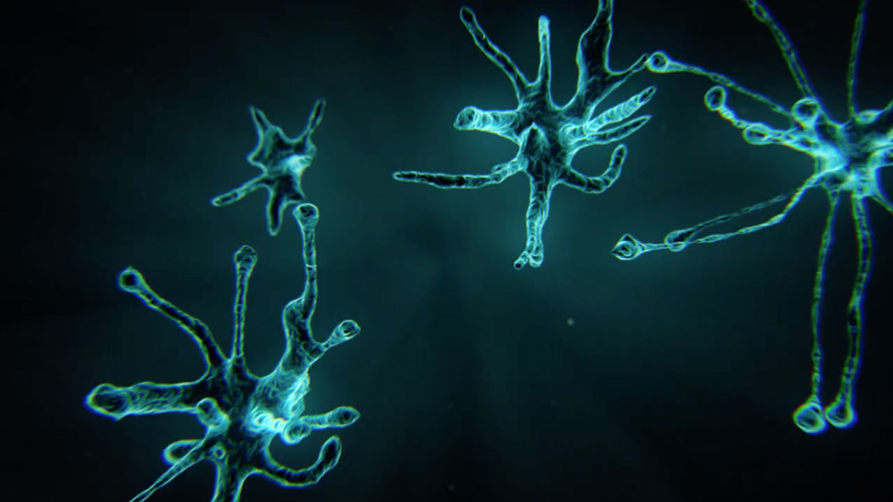 Growing Neurons / Dendrites Using X-Particles in Cinema 4D