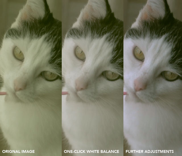 cineflare white balancer cats example