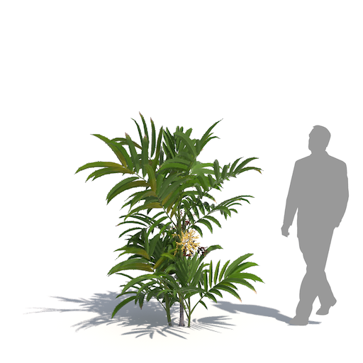 laubwerk dwarf mountain palm