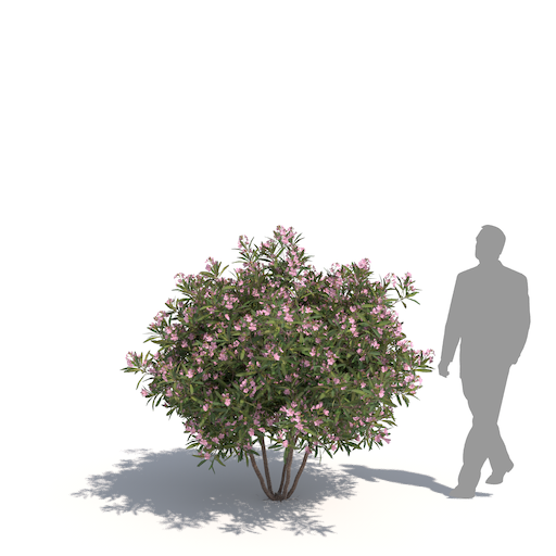 laubwerk oleander